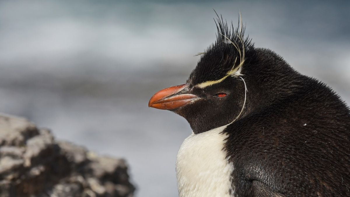 Starý tučňák s artritidou dostal pořádné papuče